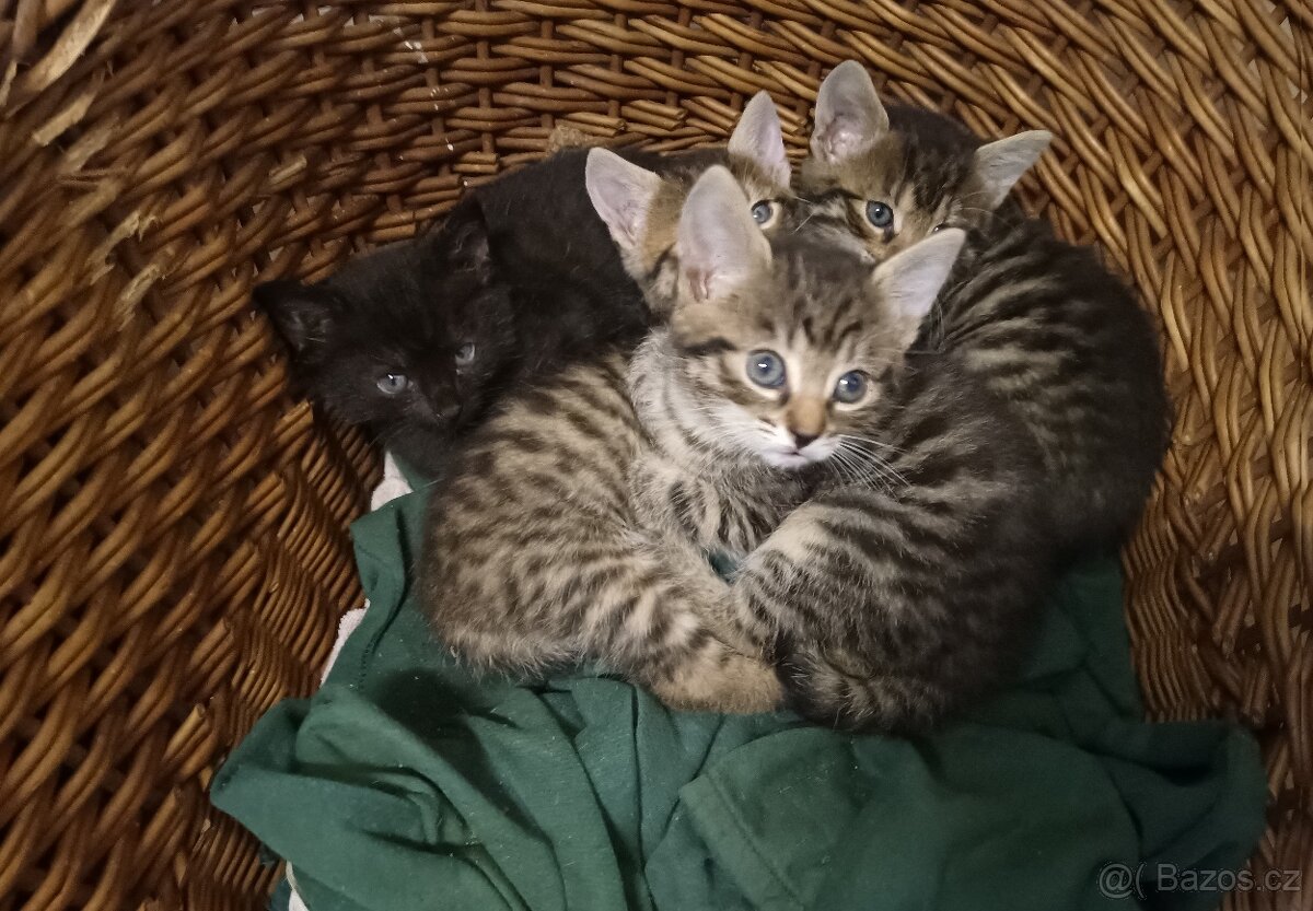 Daruji koťata, Kočka domácí-mourek, viz. foto
