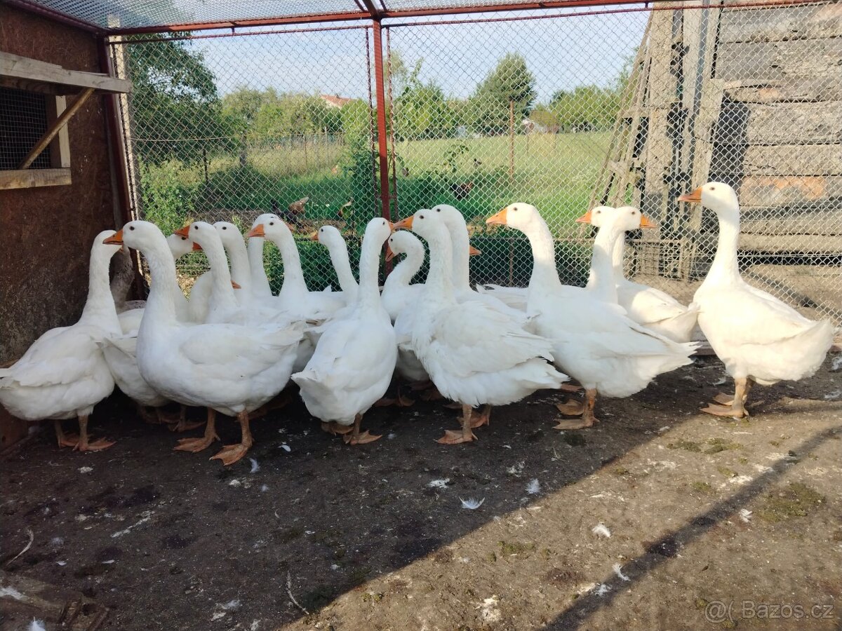 Prodám letošní pekingské kačeny a Německé nosné husy