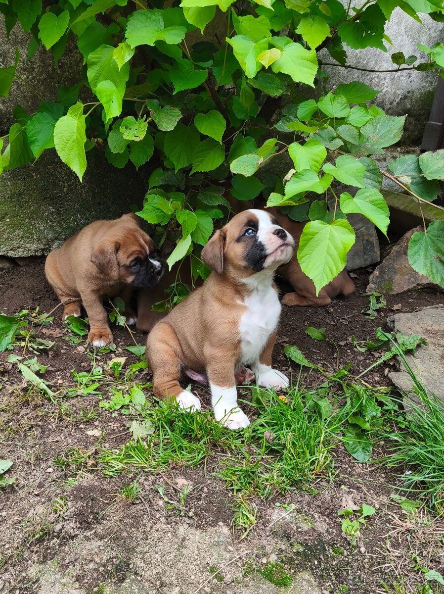Německý boxer