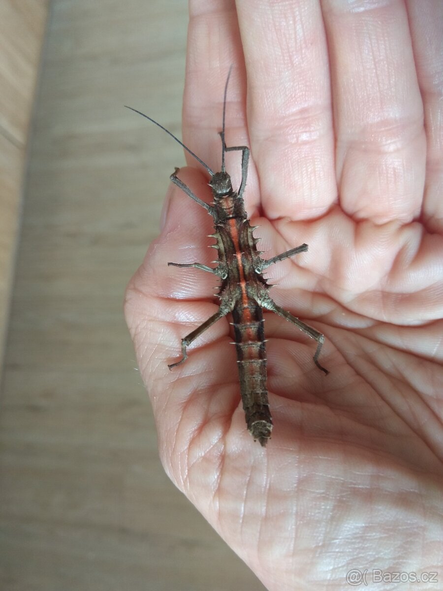 Strašilky Tissamenus sp Palaui