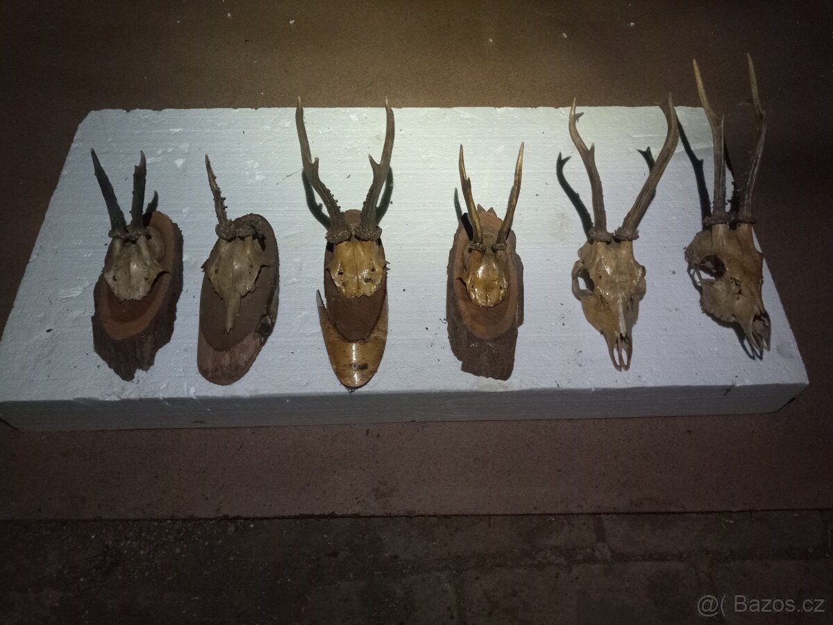 Trofeje, srnčí parůžky