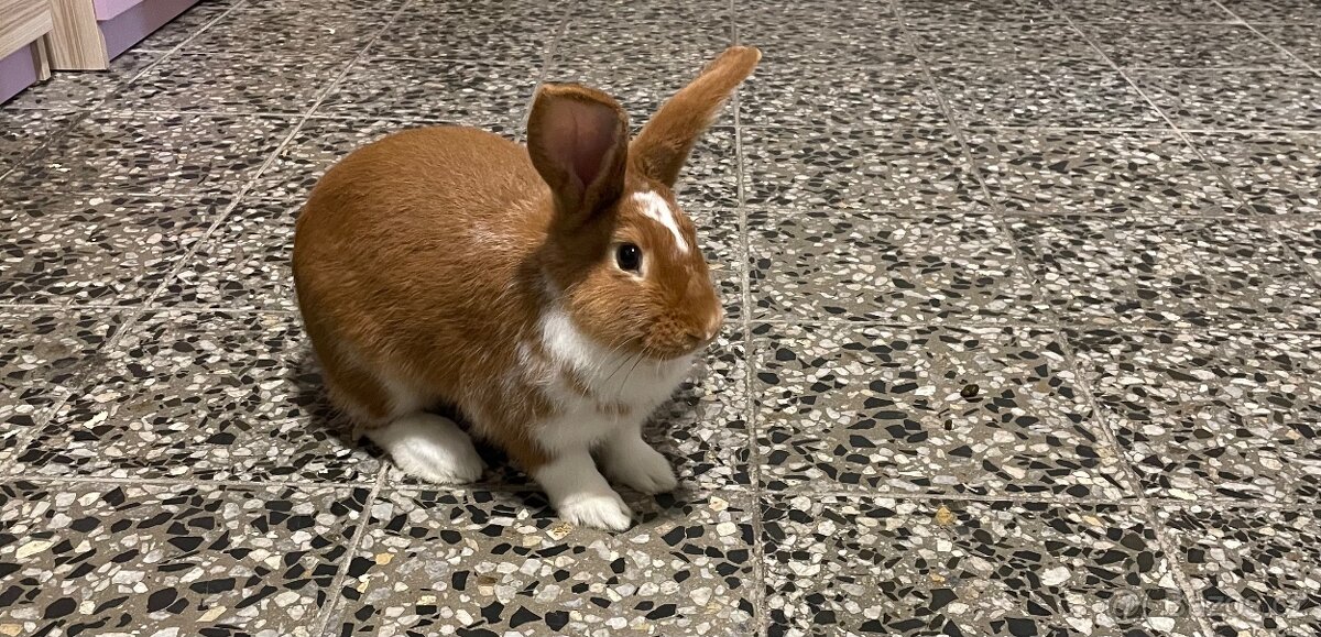 Daruji samičku chovného králíka