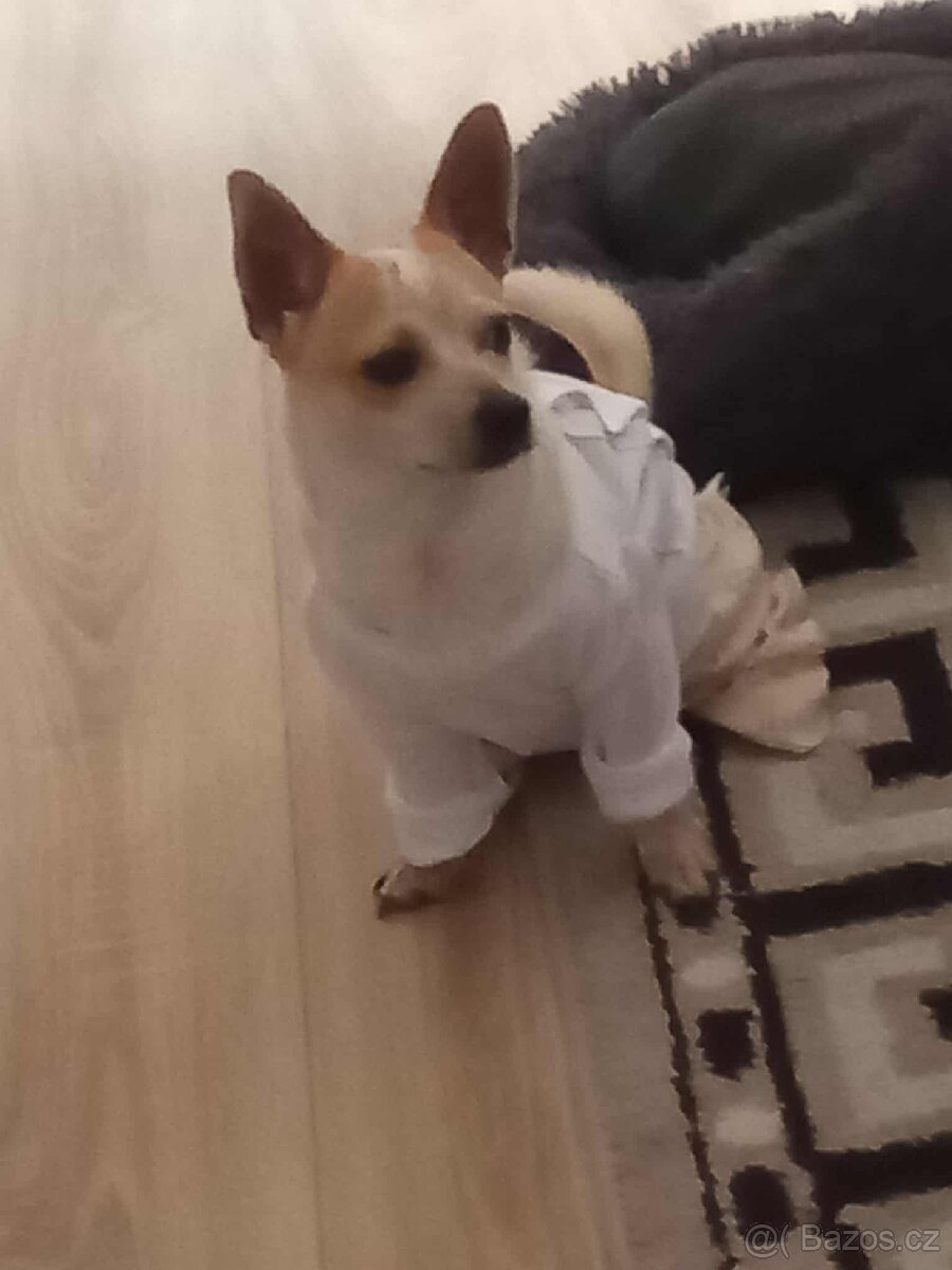 Čivava kříženym jorkšírem