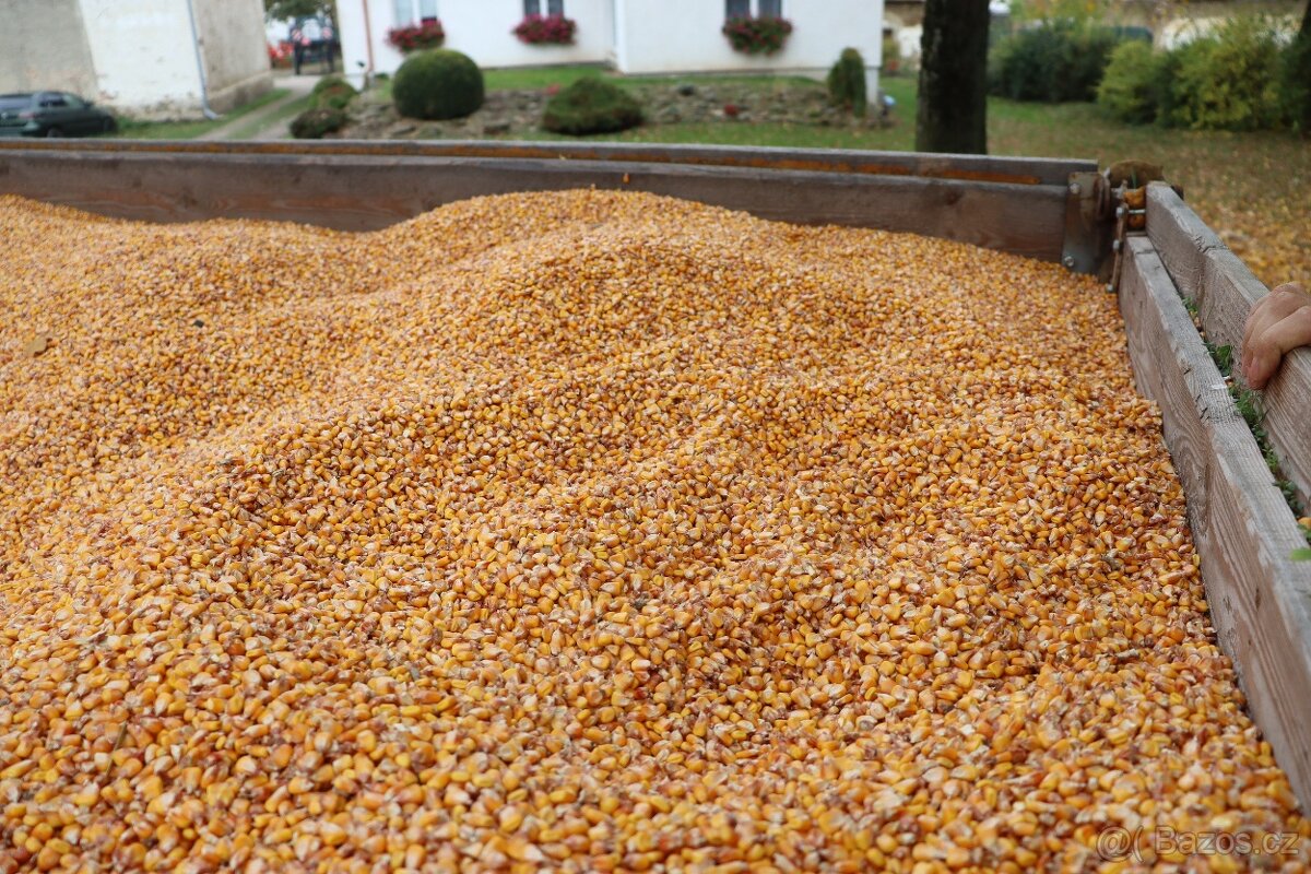 Kukuřice zrno suchá