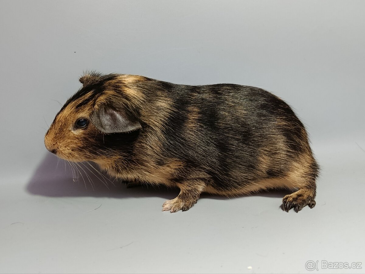 Cuy samečci s PP/VP