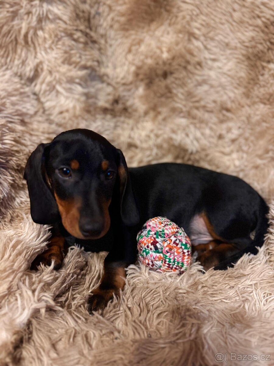 Jezevčík hladkosrstý trpasličí