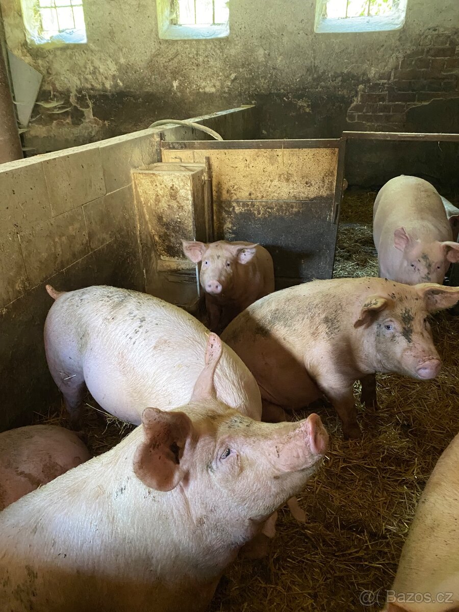 Jateční vykrmené prase