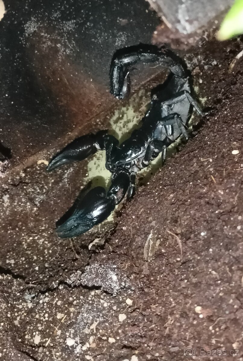 Heterometrus petersii