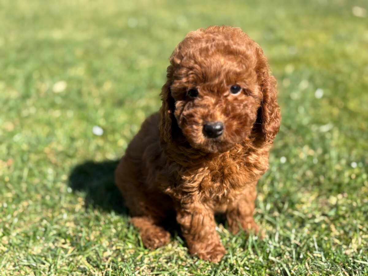 Pudl, pudel toy/ trpaslici