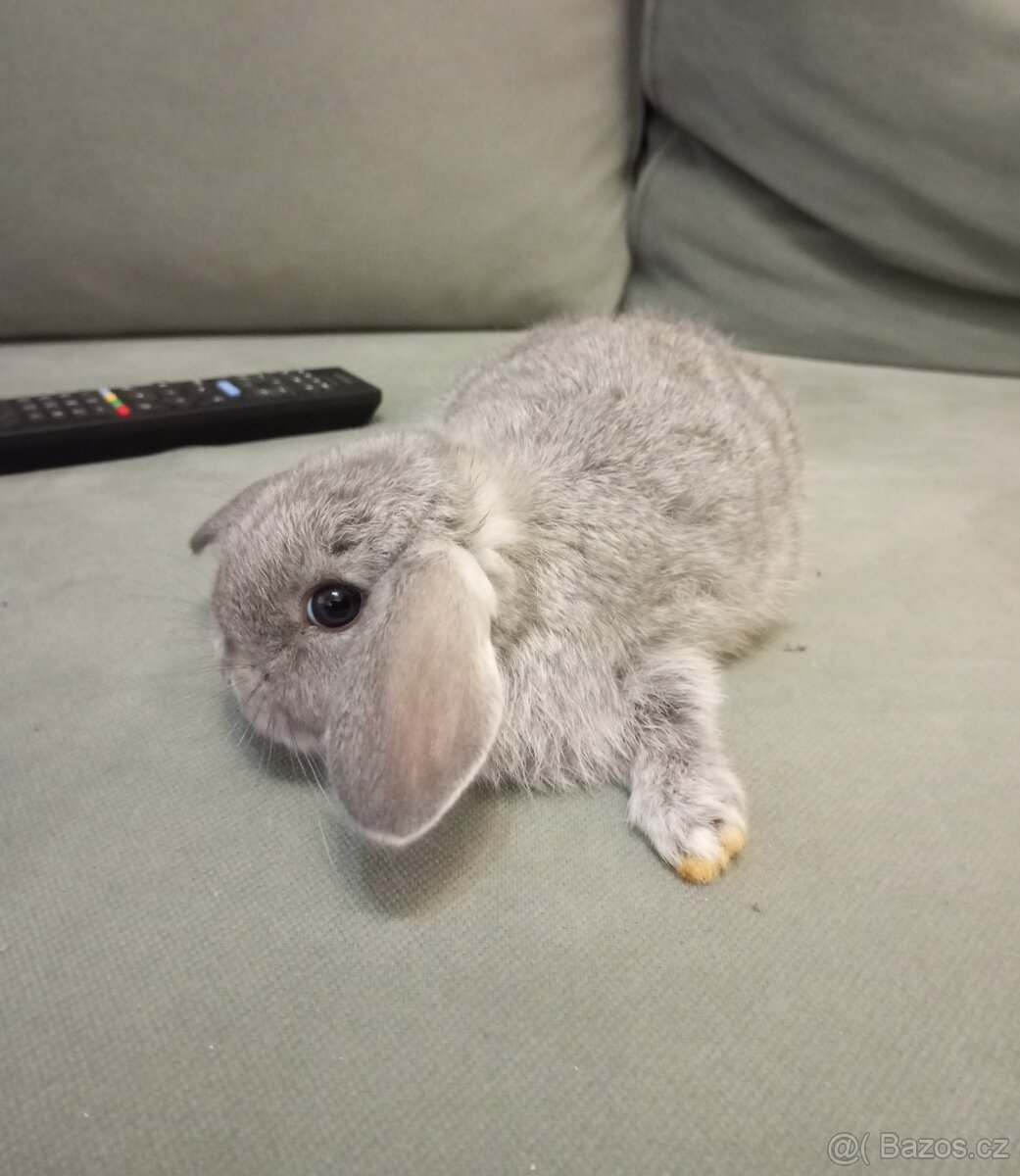 Zakrslý beránek králíček