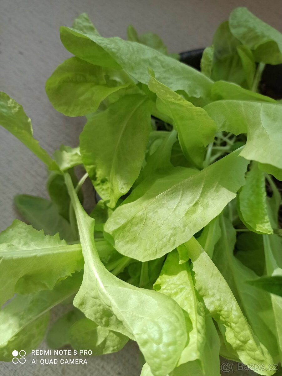 Salat