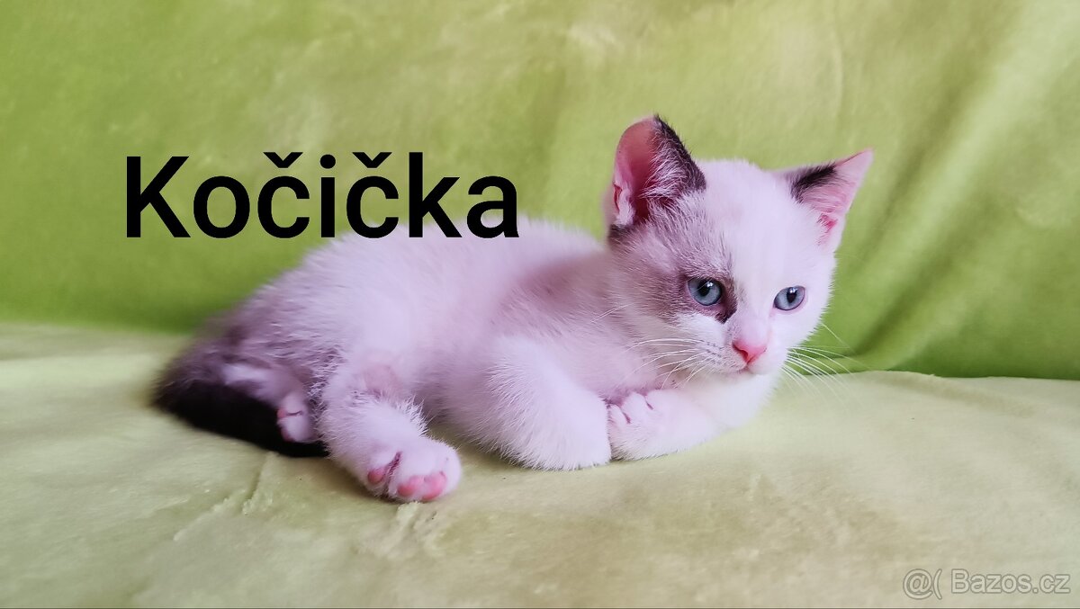 Britská kočička bez PP
