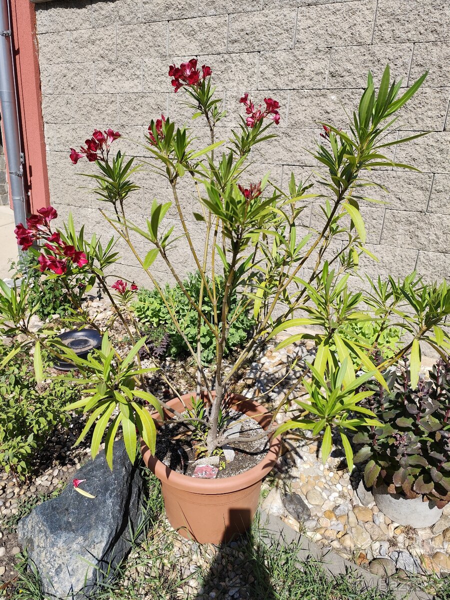 oleandr 140cm