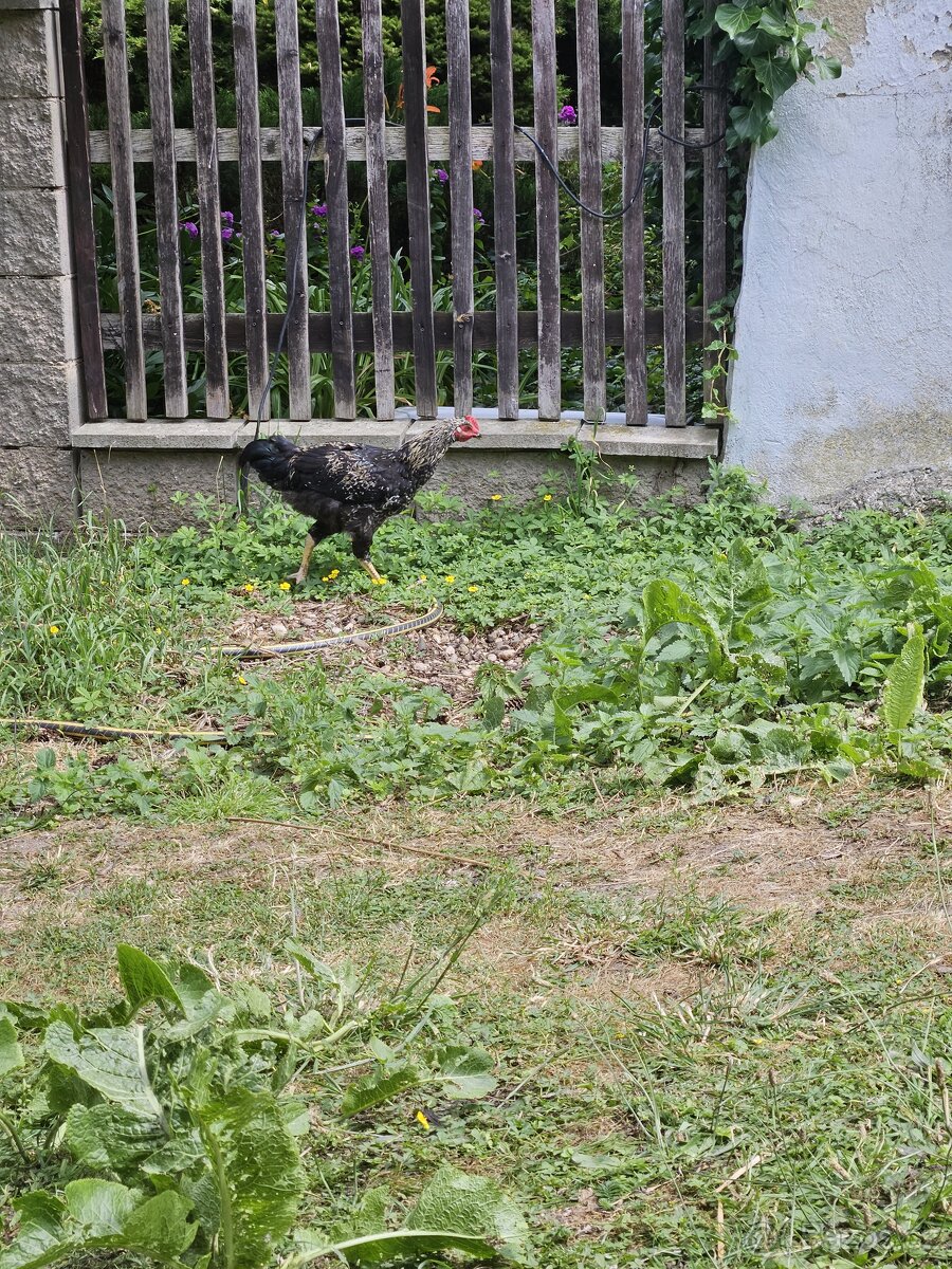 Kohouti