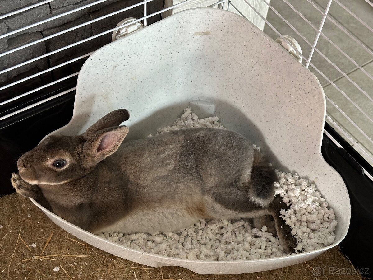 Zakrslý králíček