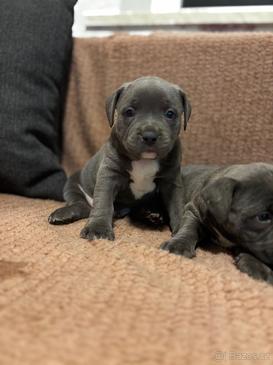 Stafordsirsky bulterier