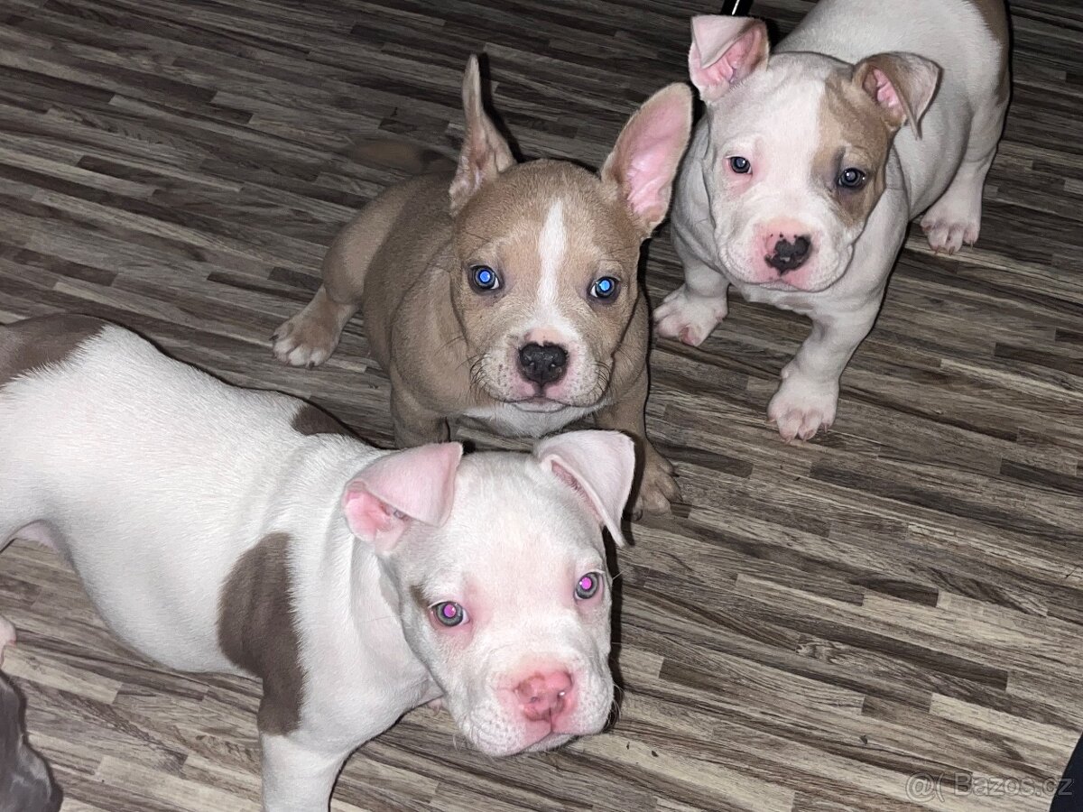 American bully pocket