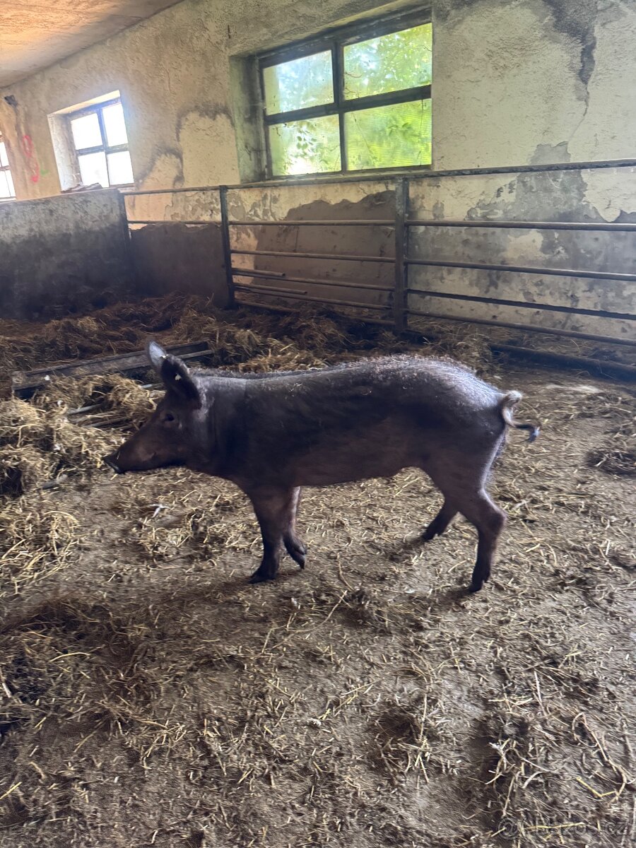 Kanec Mangalica