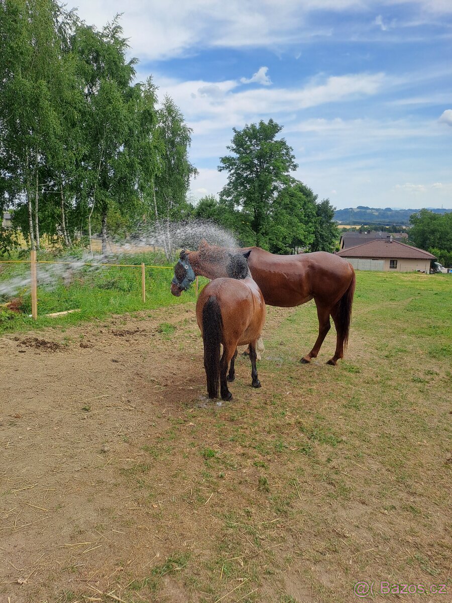 Ustájení