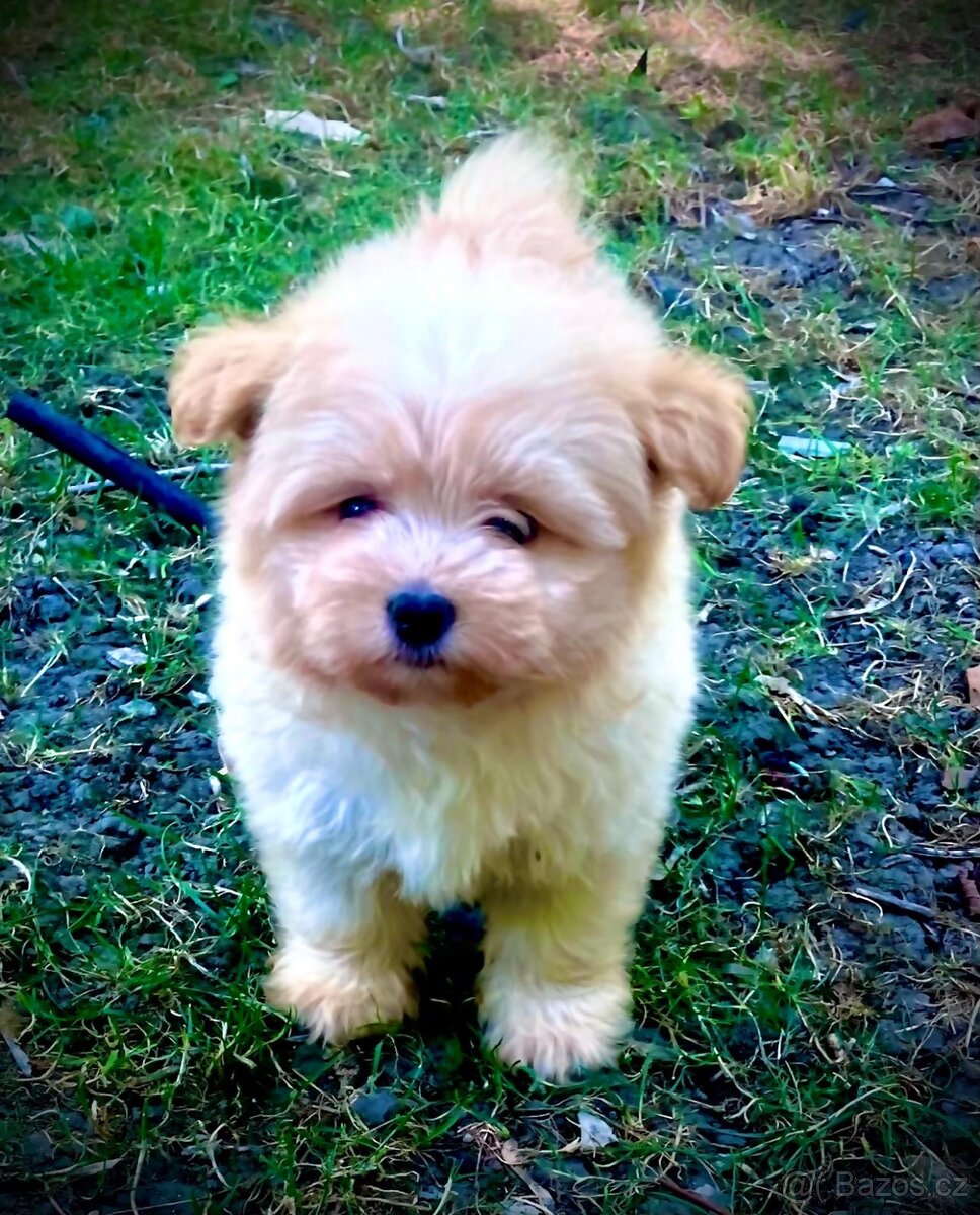 Maltipoo
