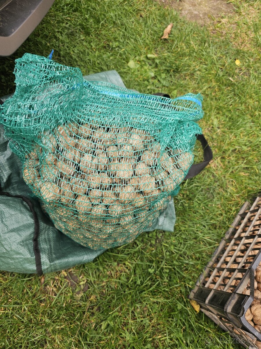 Prodám čerstvé vlašské ořechy