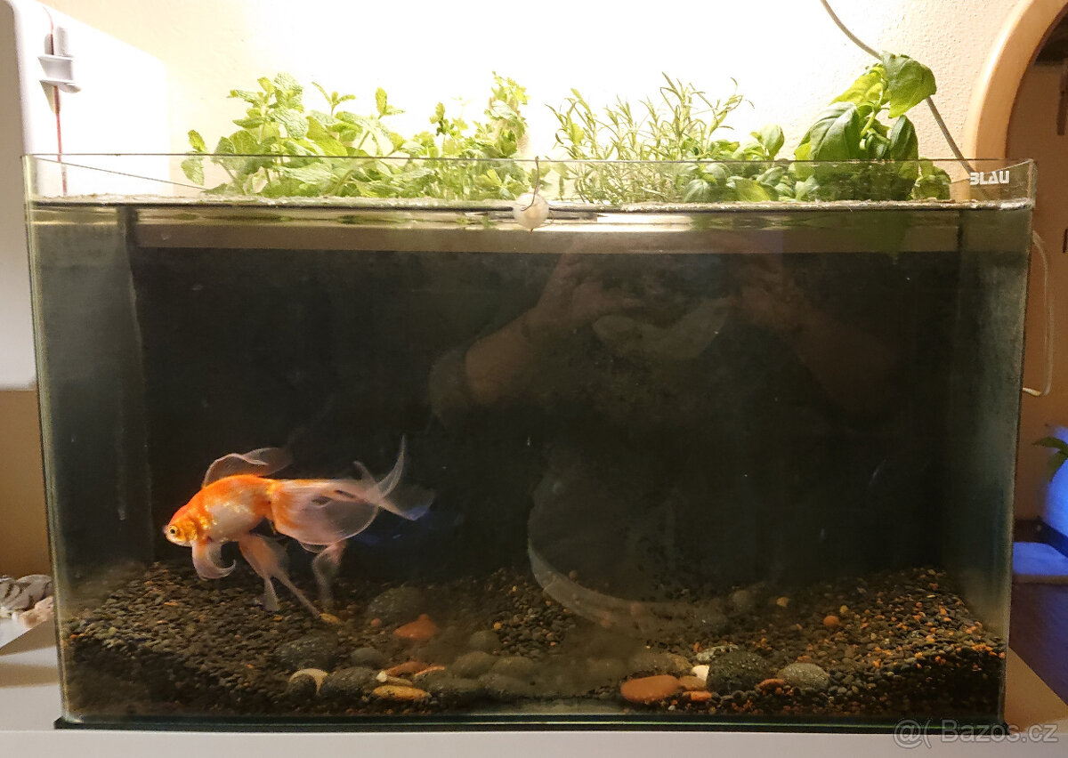 Akvárium 80 l  - akvaponie - aquaponic tank