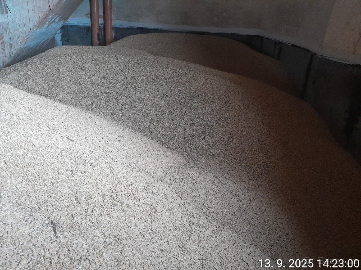 Krmný ječmen a pšenice