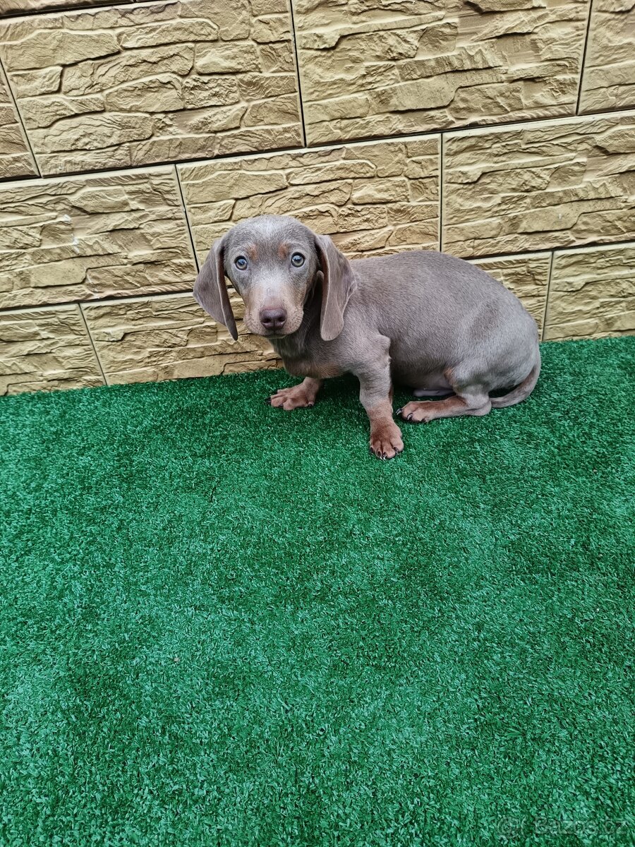 Jezevčík trpaslici