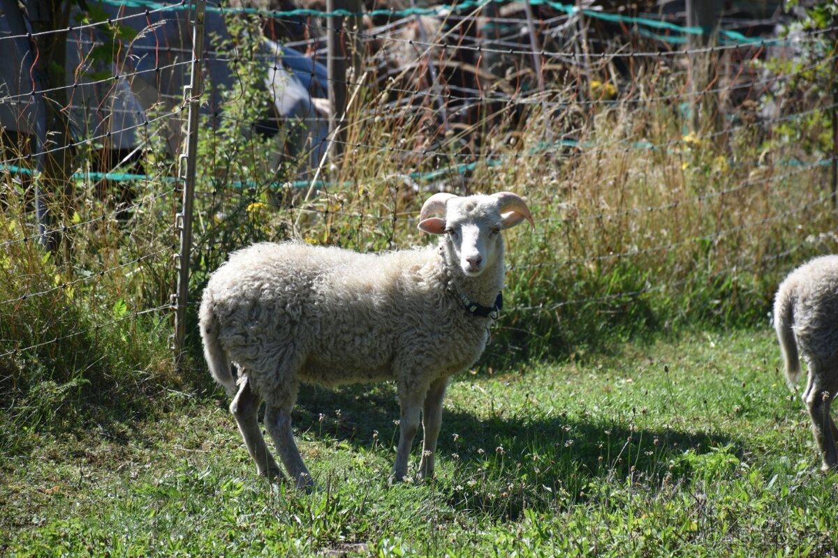 Ouessantský beránek
