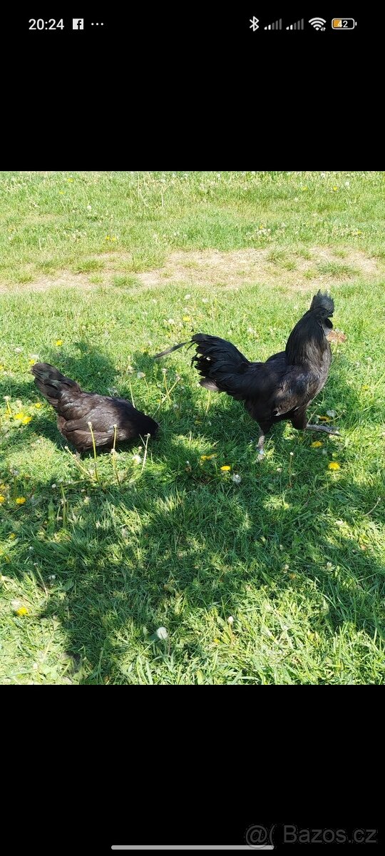 Ayam cemani