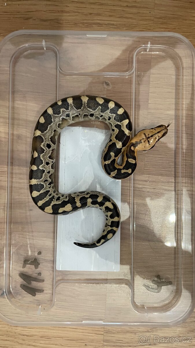python breitensteini