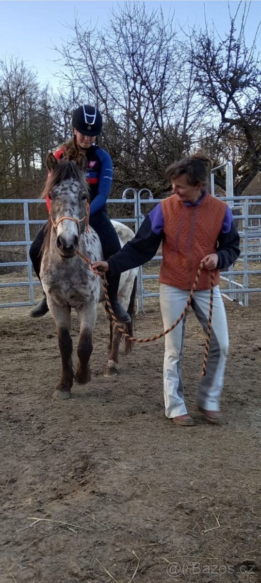 Pony klisna WPBR v létě 4r.