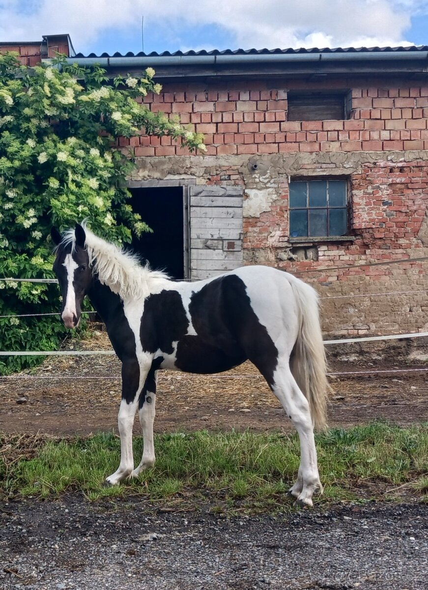 Podílový roční hřebeček APH...