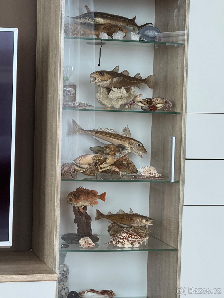 Preparovaná ryba