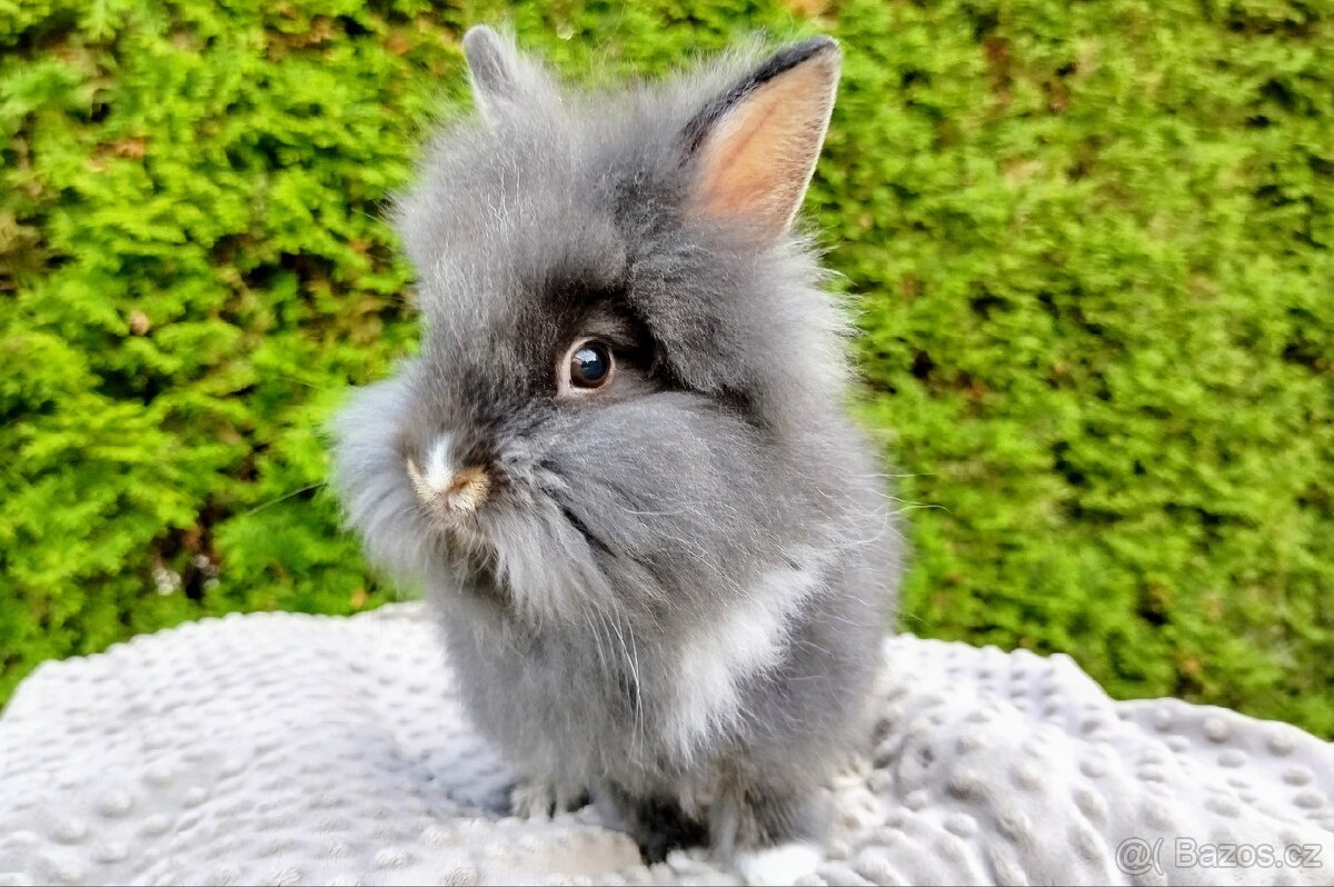 Zakrslý králík, králíček -(lvíček)-TOMMY