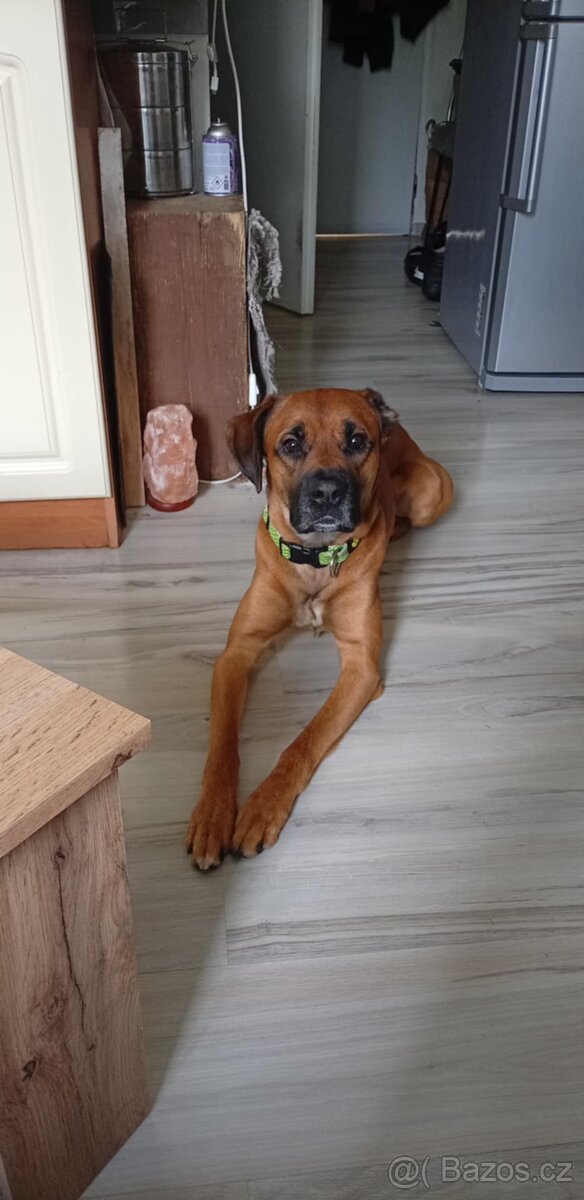 Daruji 4 rocneho boxera s ridgeback
