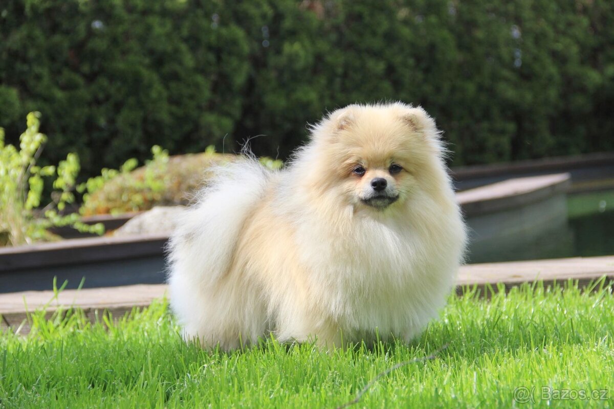 Pomeranian s PP/ FCI