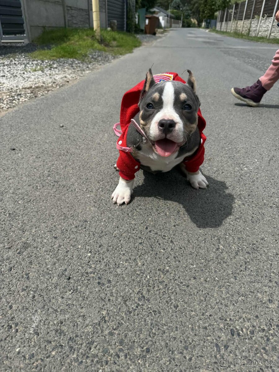 American bully