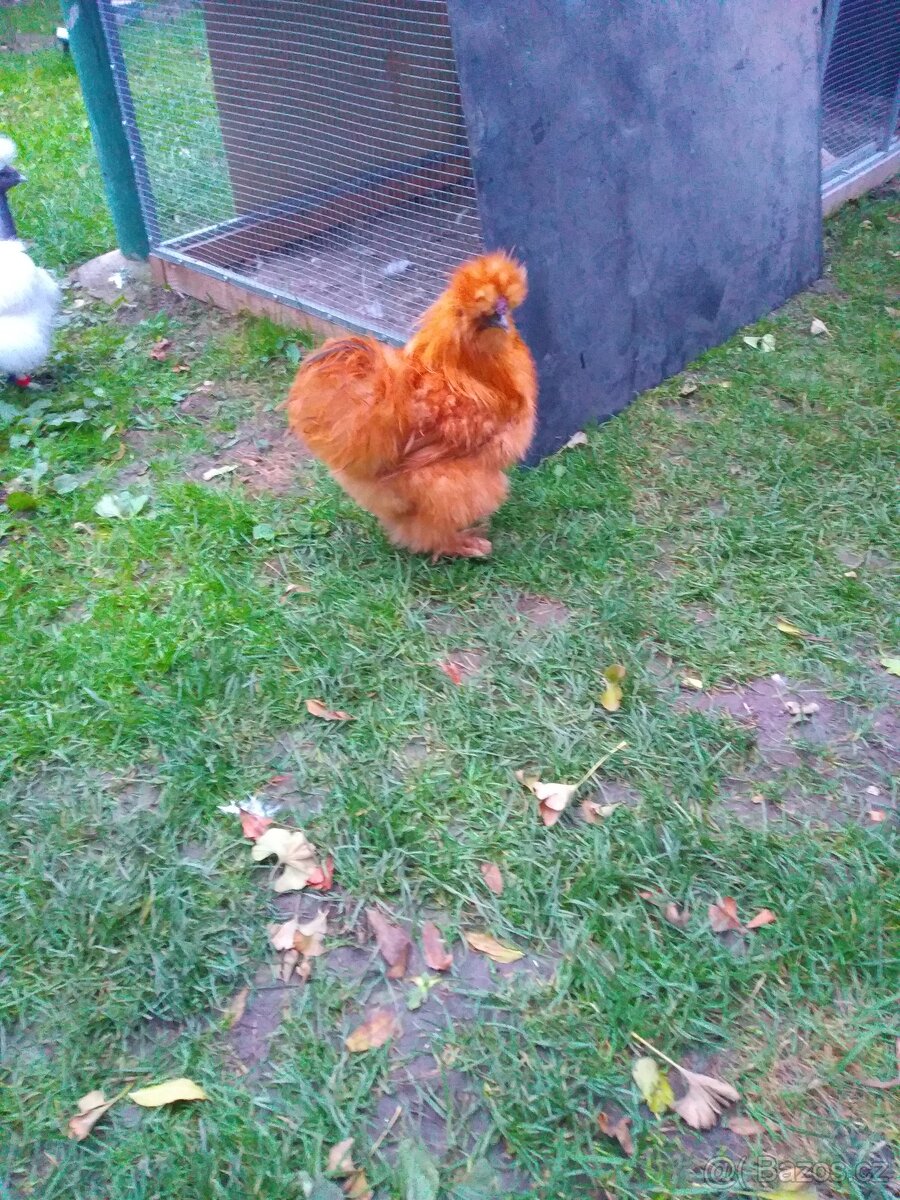 Kohouti Hedvábničky holokrčky a bílé velké vousaté