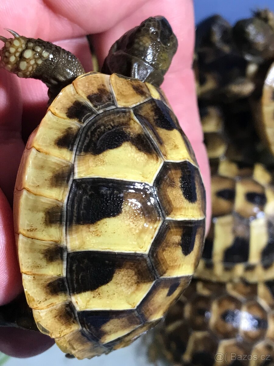 suchozemská želva, želva zelenavá