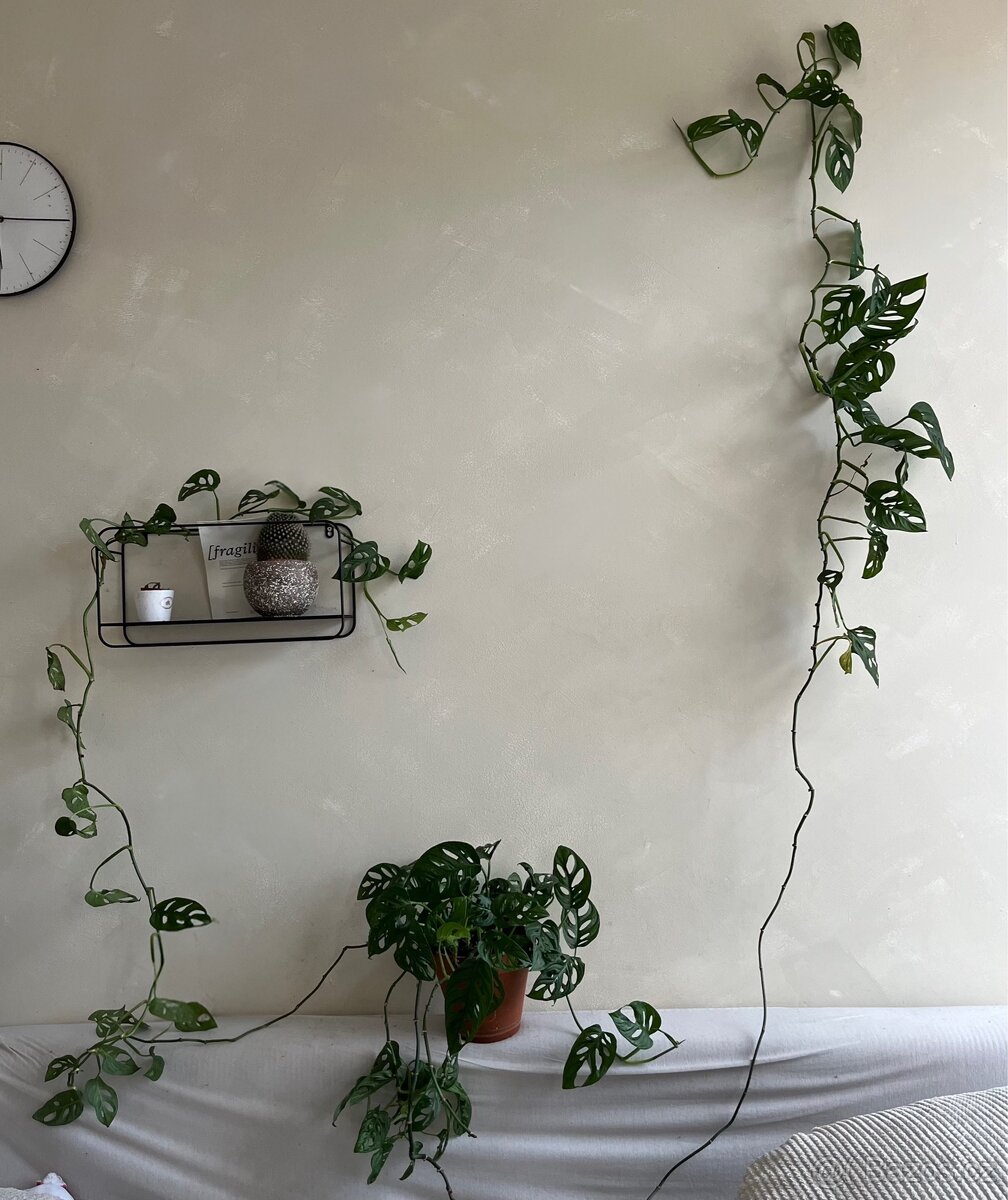 Monstera Monkey / Adansonii - SPĚCHÁ