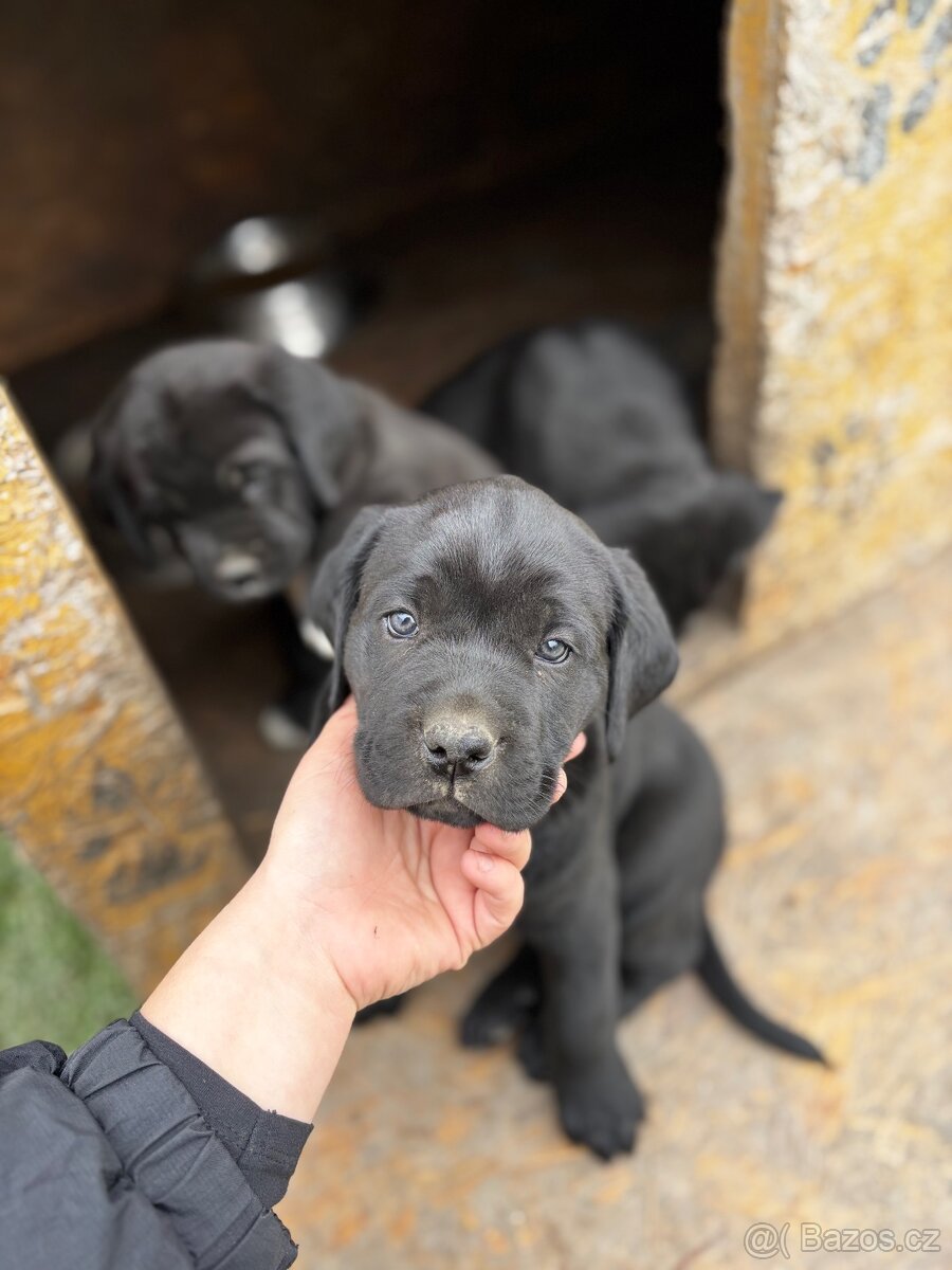 Predám Cane corso šteniatka