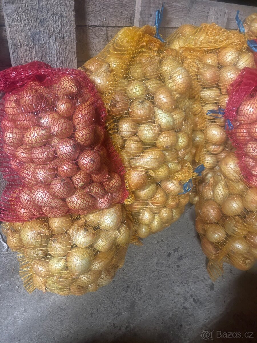 Cibule na uskladnění