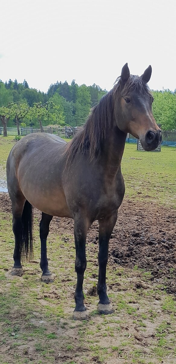 Prodám 15ti letou kobylu po matce Furioso