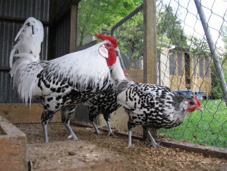 Kohoutci Marans měděnokrká a Hamburčanka