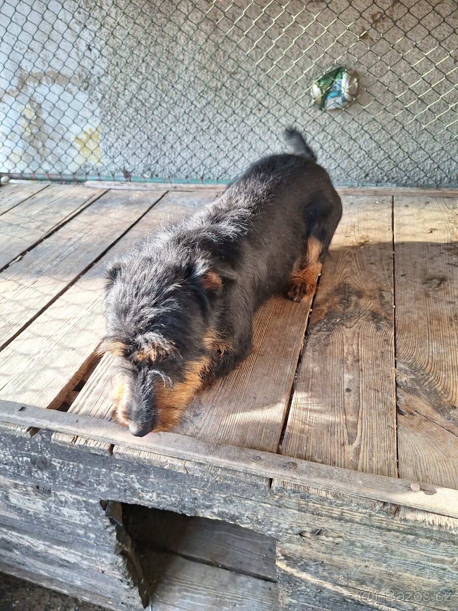 jagdteriér
