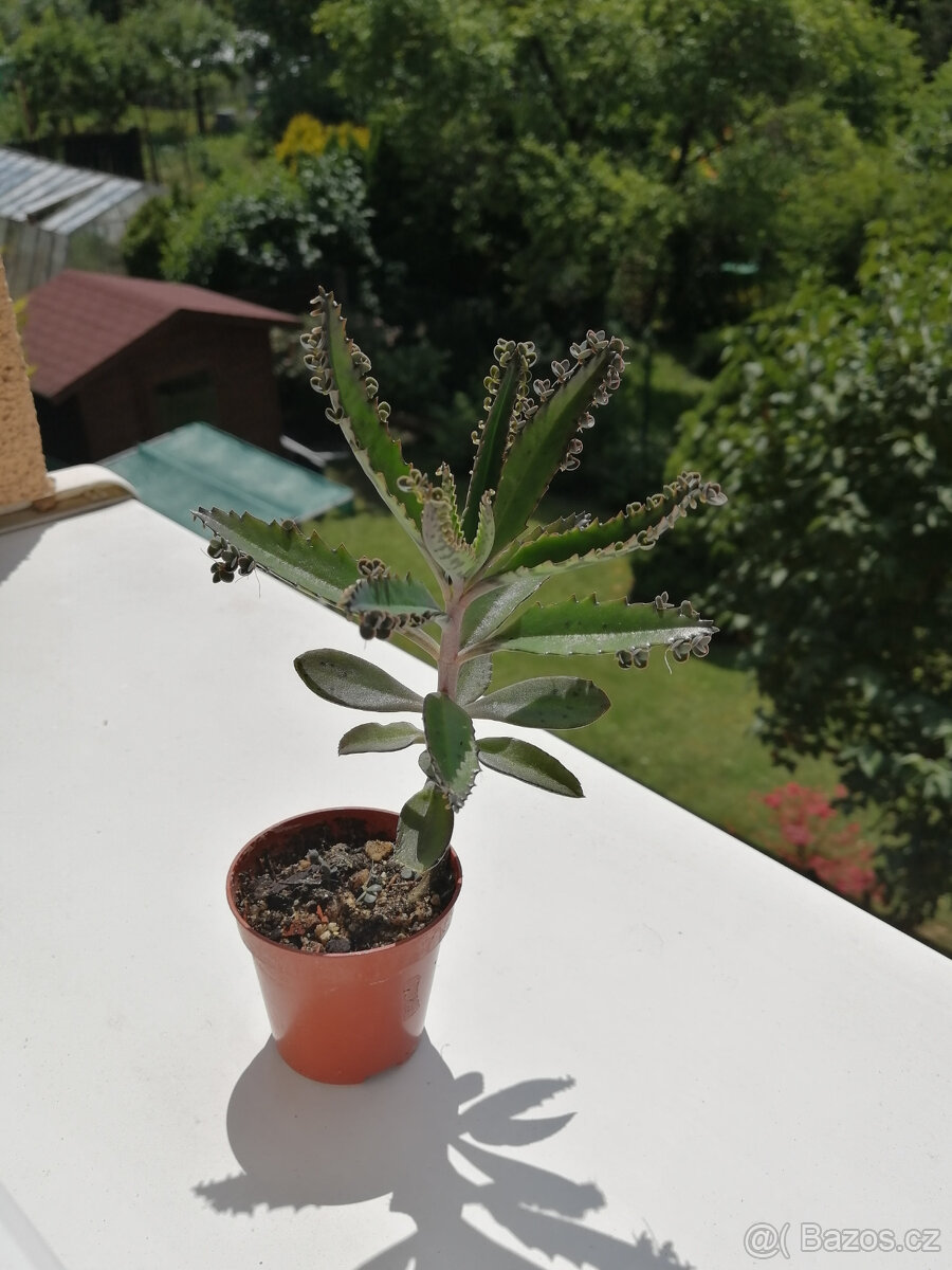 Naduť madagaskarská