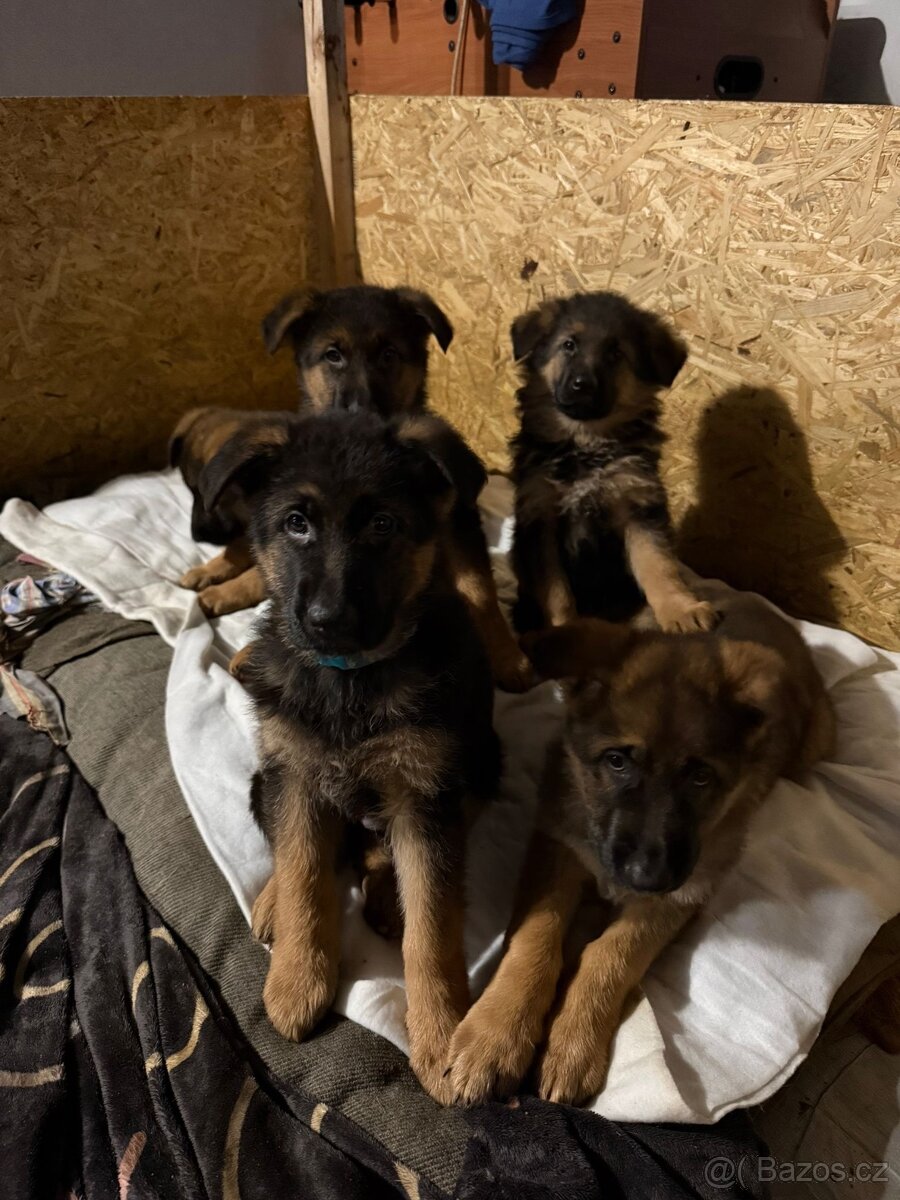 Štěňata NO bez papíru