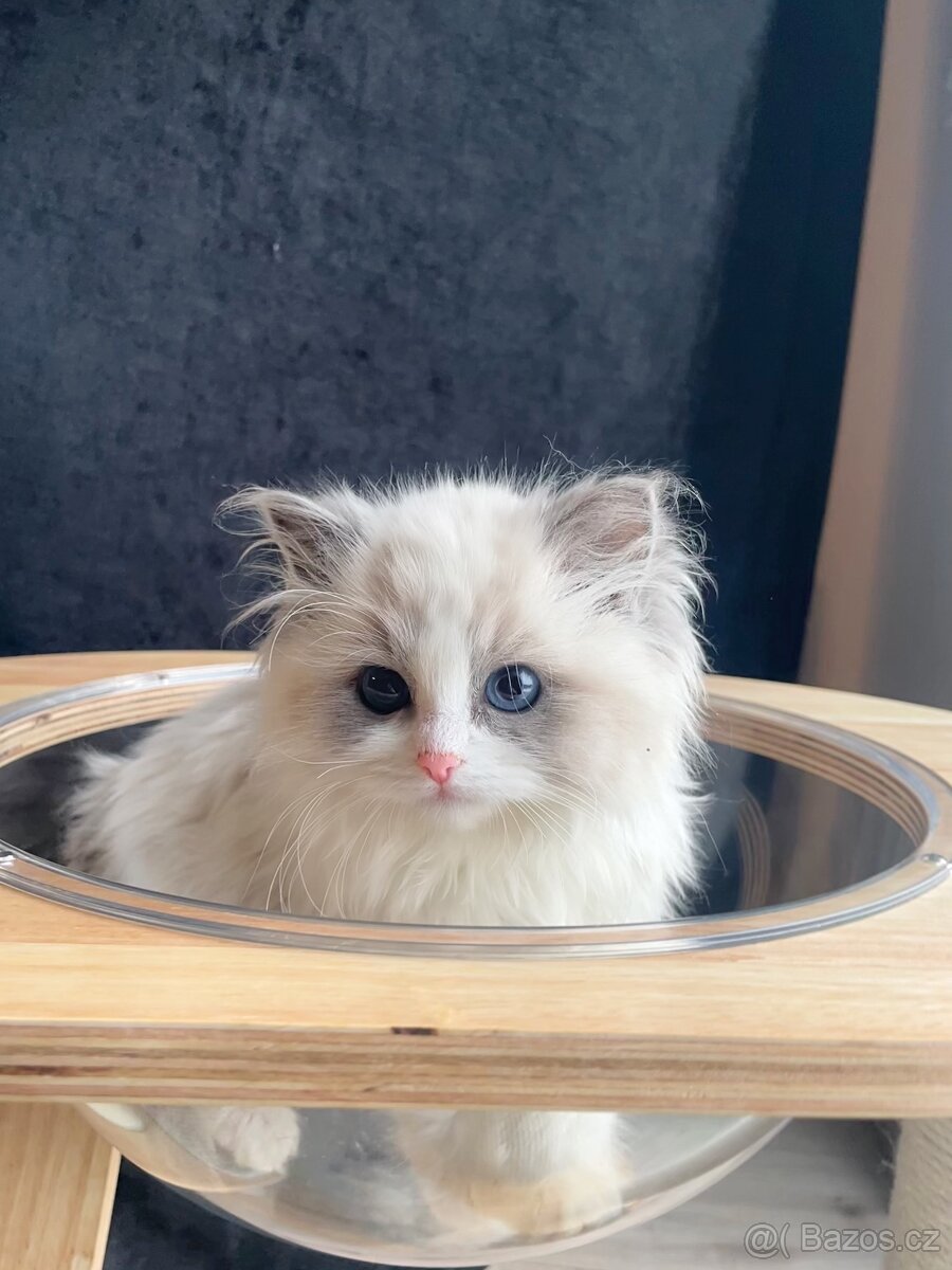 Koťátko ragdoll s PP - kočička blue bicolor 💕🐱