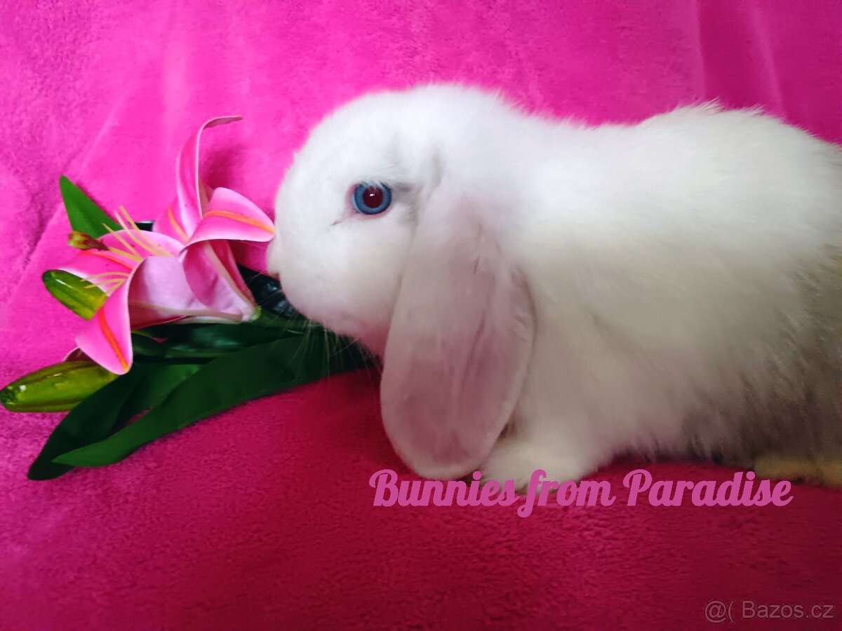 MODROOKÝ HAVÁNEK HLEDÁ NOVÝ DOMOV ❤️❤️❤️